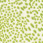 Cr 41 lime 1280pxx1280px website 00885